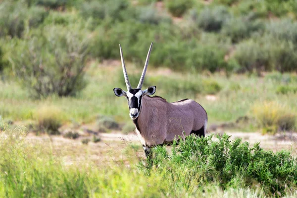 大羚羊 羚羊南非在卡拉哈里 雨季后的绿色沙漠 卡拉哈迪越界公园 南非野生动物园 — 图库照片