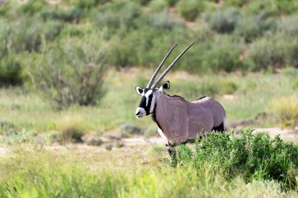Gemsbok Oryx Gazella Στην Καλαχάρι Πράσινο Έρημο Μετά Από Την — Φωτογραφία Αρχείου