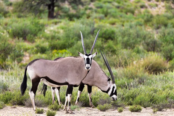 Gemsbok, Oryx gazella Kalahari, yeşil çöl sonra yağmur sezonu içinde. Kgalagadi Sınırötesi Park, Güney Afrika yaban hayatı safari