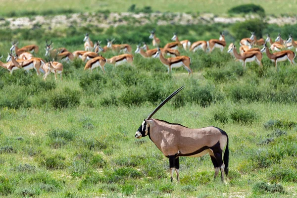 Gemsbok Oryx Gazella Nel Kalahari Sullo Sfondo Branco Springbok Deserto — Foto Stock