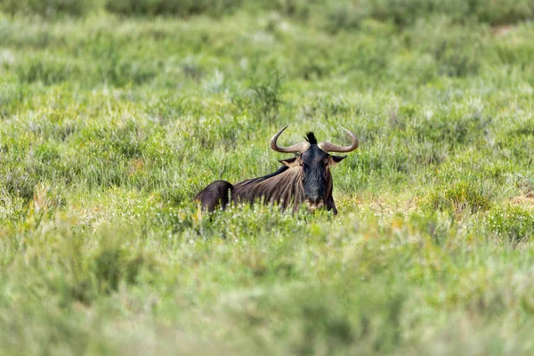 Dzika Błękitna Wildebeest Gnu Kalahari Zielona Pustynia Porze Deszczowej Park — Zdjęcie stockowe