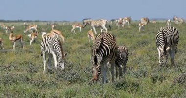 Bayağı zebra yılında Afrika bush, etkin, Namibya