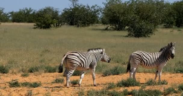 Játékos Burchell zebra az afrikai bokor, Etosha Nemzeti Park, Namíbia wildlife