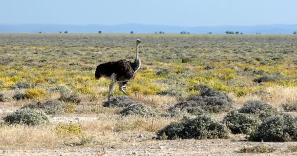 Strauß in gelber Etoscha-Pfanne, Namibia Wildlife Safari — Stockvideo