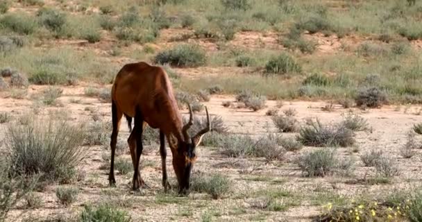 Red Hartebeest Alcelaphus Buselaphus Caama ในคาลาฮาร ทะเลทรายส ยวหล งฤด สวนสาธารณะ — วีดีโอสต็อก