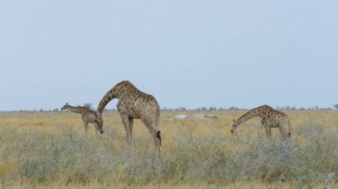 Zürafa zürafa Afrika Bush. Etkin Milli Parkı, Ombika,: Kunene, Namibia. Afrika safari yaban hayatı ve wilderness