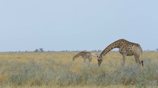 长颈鹿鹿豹座在非洲灌木 Etosha 国家公园 Ombika Kunene 纳米比亚 非洲野生动物和荒野 — 图库视频影像