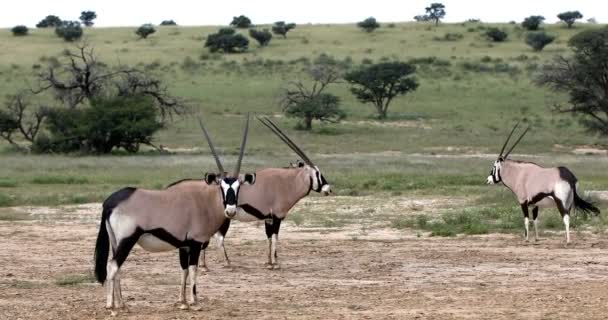 ゲムズボック カラハリ 雨の季節の後緑の砂漠 Oryx Gazella Kgalagadi 国境公園 南アフリカ野生動物サファリ — ストック動画