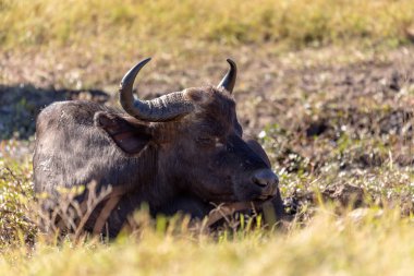 Afrika cape buffalo Chobe Ulusal Parkı, Botswana safari yaban hayatı dinlenme