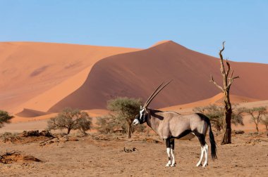 Gemsbok, Oryx gazella Sossusvlei, Namibya wildlife safari kırmızı kum tepelerine arkasında
