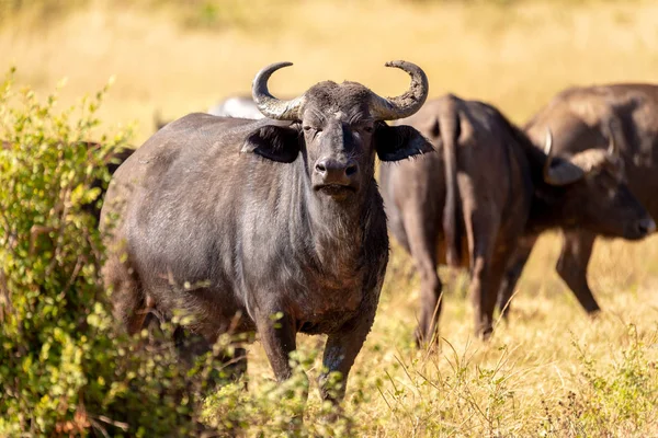 African Cape Buffalo Chobe Nationalpark Botswana Safari Wildlife — Stockfoto