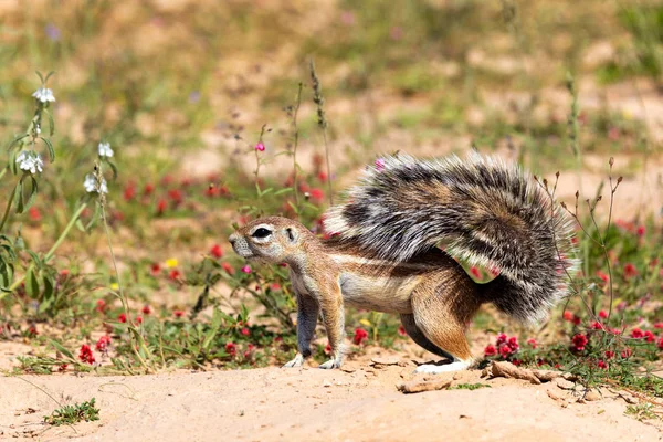 South African Striped Ground Squirrel Xerus Erythropus Raised Tail Flowering — Stock Photo, Image