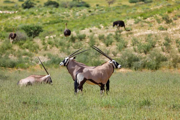 Gemsbok Gazella Oryx Калахарі Тлі Страуса Зелений Пустелі Після Сезону — стокове фото