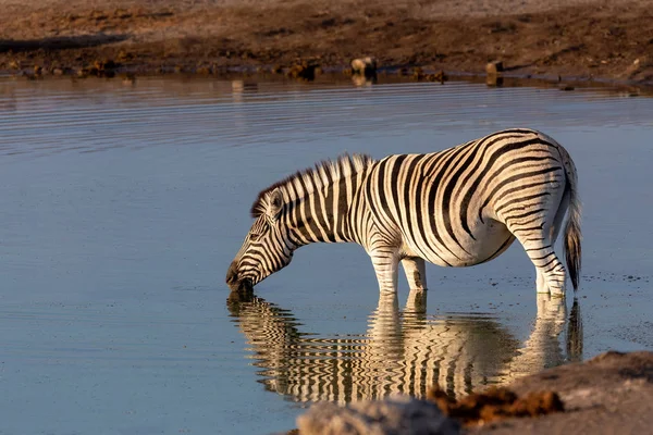 Morgon Reflektion Vatten Burchells Zebra Etosha Nationalpark Namibia Vilda Djur — Stockfoto