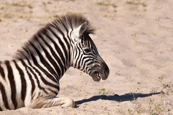 Bezerro Zebra Burchell Brincalhão Arbusto Africano Parque Nacional Etosha Safári — Fotografia de Stock