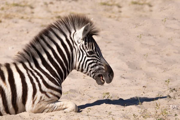 Veau Zèbre Ludique Burchell Dans Brousse Africaine Parc National Etosha — Photo