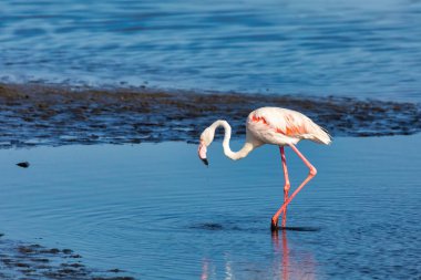 Güzel kuş Rosy Flamingo Walvis Körfezi rezervasyonunda, Namibya, Safari yaban hayatı