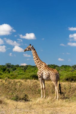 Beautiful South African giraffe in african bush, Chobe National Park, Botswana safari wildlife clipart