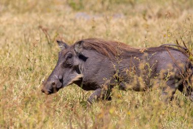 Afrika domuz Warthog Chobe oyun rezerv, Botswana safari yaban hayatı