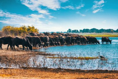 Afrika Burnu Bufalosu sürüsü Chobe Nehri, Botsvana safari vahşi yaşamından su içiyor.