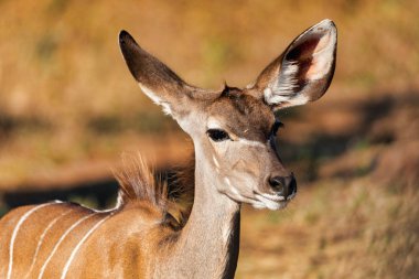 güzel antilop portresi kadın Kudu, Chobe Ulusal Parkı, Botsvana