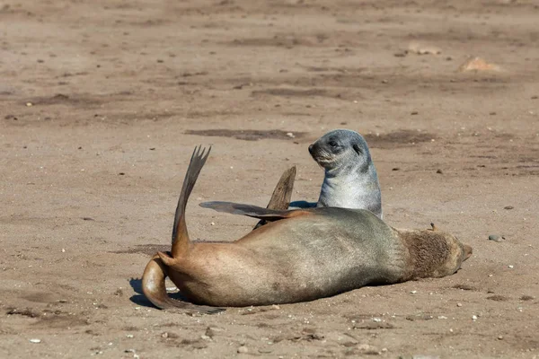 Robbenbaby Cape Cross Kolonie Namibia Safari Wildtiere — Stockfoto