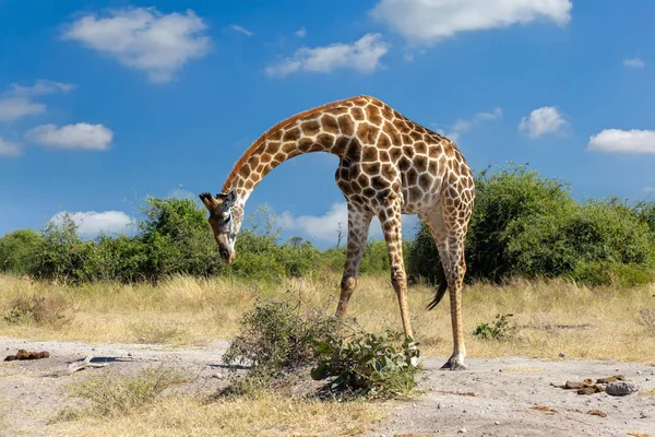 Beautiful South African Giraffe Preparing Feed Ground Chobe National Park — Stock Photo, Image