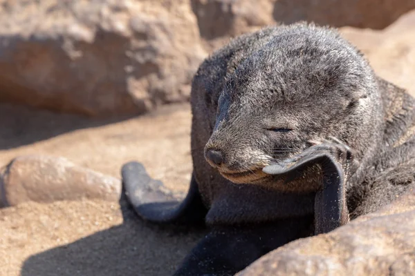 纳米比亚野生动物园海角十字殖民地棕色毛皮海豹入睡婴儿 — 图库照片