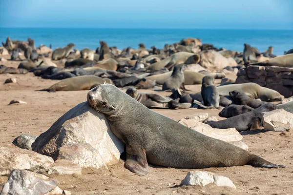 Brown Fur Seal Cape Cross Colony Namibia Safari Wildlife — Stock Photo, Image