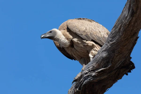 big bird scavenger White backed vulture, sitting on tree against blue sky, Chobe, Botswana safari wildlife