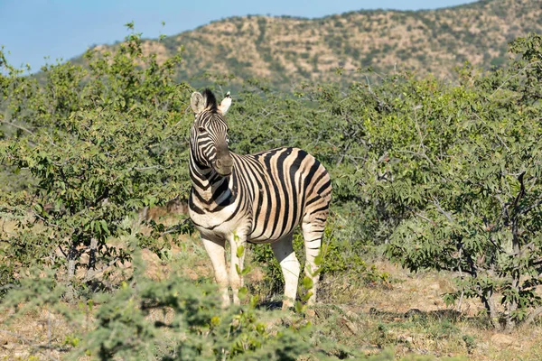 Burchells Zebra Afrikanska Bushen Etosha Nationalpark Grön Vegetation Efter Regnperioden — Stockfoto