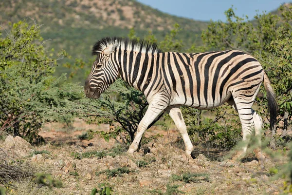 Pettyes Zebra Afrikai Bokor Etosha Nemzeti Park Zöld Növényzet Eső — Stock Fotó