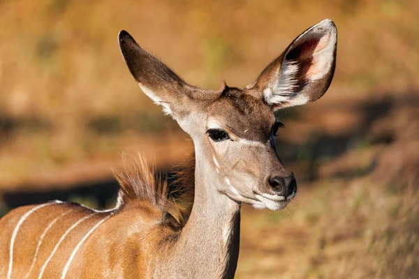 Retrato Del Hermoso Antílope Femenino Kudu Parque Nacional Chobe Botswana —  Fotos de Stock