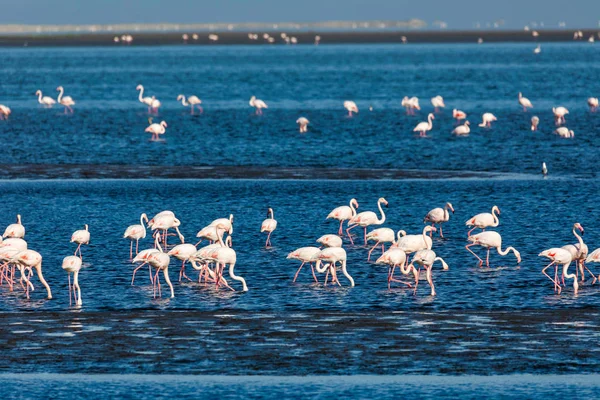 Güzel Kuş Rosy Flamingo Walvis Körfezi Rezervasyonunda Namibya Safari Yaban — Stok fotoğraf