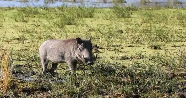 モレミ ゲーム リザーブ ボツワナのアフリカのサファリの野性生物のアフリカ豚イボイノシシ — ストック動画