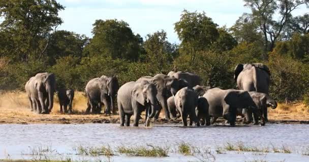 Manada Elefantes Africanos Agujero Del Comedor Reserva Caza Moremi Delta — Vídeo de stock