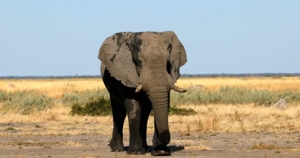 Majestuoso Elefante Salvaje Africano Savuti Reserva Caza Chobe Botswana África — Vídeo de stock