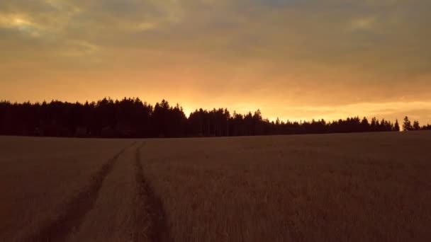 Widok Wieczór Pole Pszenicy Złotej Europie Wsi Zachód Słońca Krajobraz — Wideo stockowe