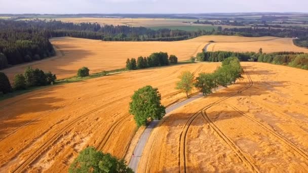 Vista Aérea Campo Trigo Dourado Paisagem Rural Europa Com Estrada — Vídeo de Stock