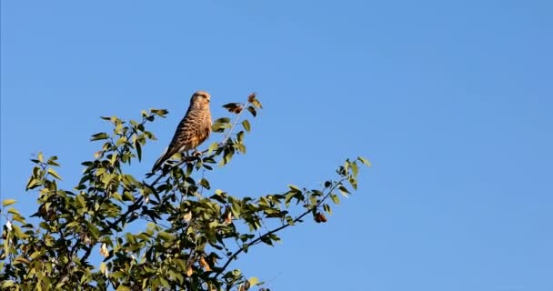 Büyük kerkenez (Falco rupicoloides) bir ağaçta, etkin, Namibya safari yaban hayatı tünemiş