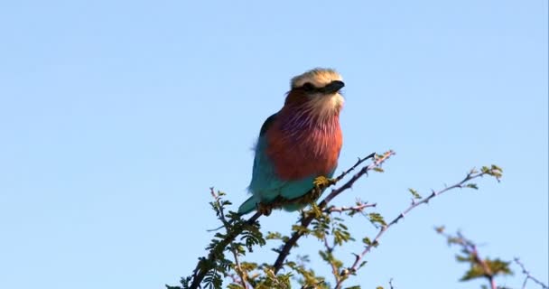 Hermoso Pájaro Color Lila Brested Rodillo Coracias Caudata Parque Nacional — Vídeo de stock