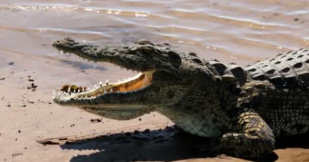 Crocodilo Nilo Descansando Com Boca Aberta Mostrando Dentes Rio Chobe — Vídeo de Stock