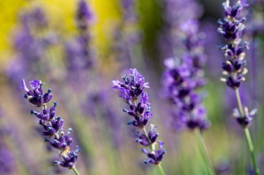 Lavanta çiçekli bahçesinde yaz, sığ odak ile yakın çekim. Lavandula angustifolia aromatik çiçektir
