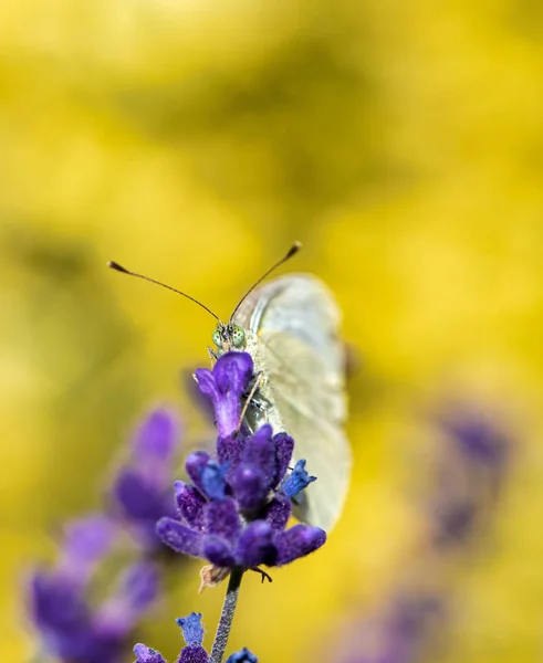 Kleine Kool Wit Vlinder Paarse Lavendel Zomer Concept — Stockfoto