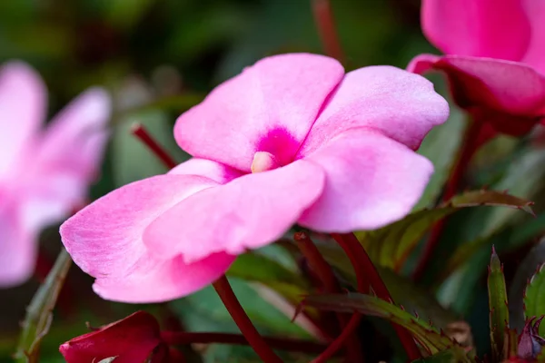 Όμορφα Ροζ Λουλούδια Impatiens Νέα Γουινέα Στον Κήπο Καλοκαίρι — Φωτογραφία Αρχείου