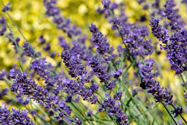 Verão Lavanda Floração Jardim Close Com Foco Raso Fundo Verão — Fotografia de Stock