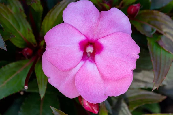 Όμορφα Ροζ Λουλούδια Impatiens Νέα Γουινέα Στον Κήπο Καλοκαίρι — Φωτογραφία Αρχείου