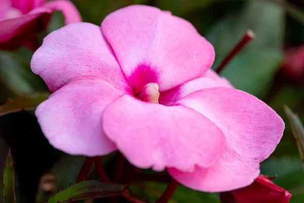 夏の庭で美しいピンク ニューギニア インパチェンスの花 — ストック写真