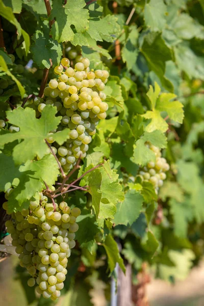 Vin Raisin Sur Palava Vineyards Région Viticole Moravie Sud République — Photo