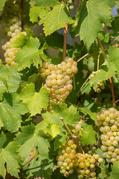 Vin Raisin Sur Palava Vineyards Région Viticole Moravie Sud République — Photo